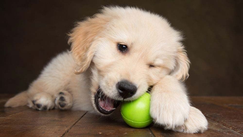 When do golden retrievers lose their baby teeth?