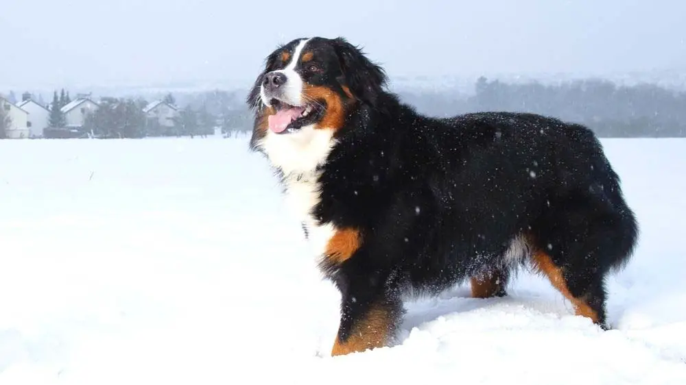Bernese Mountain Dogs are known for their ability to withstand cold temperatures.