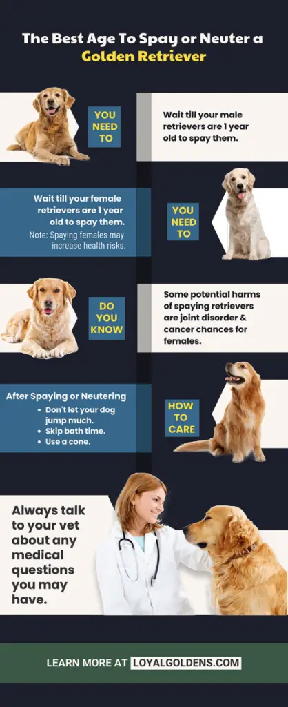 best age to spay or neuter a golden retriever