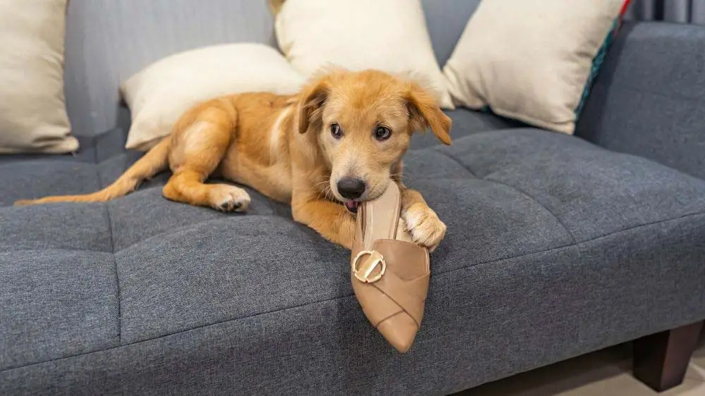 A Golden Retriever puppy chewing on a shoe.