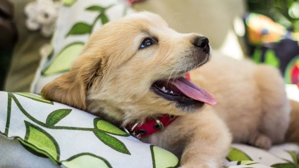 How long does it take to crate train a Golden Retriever puppy?