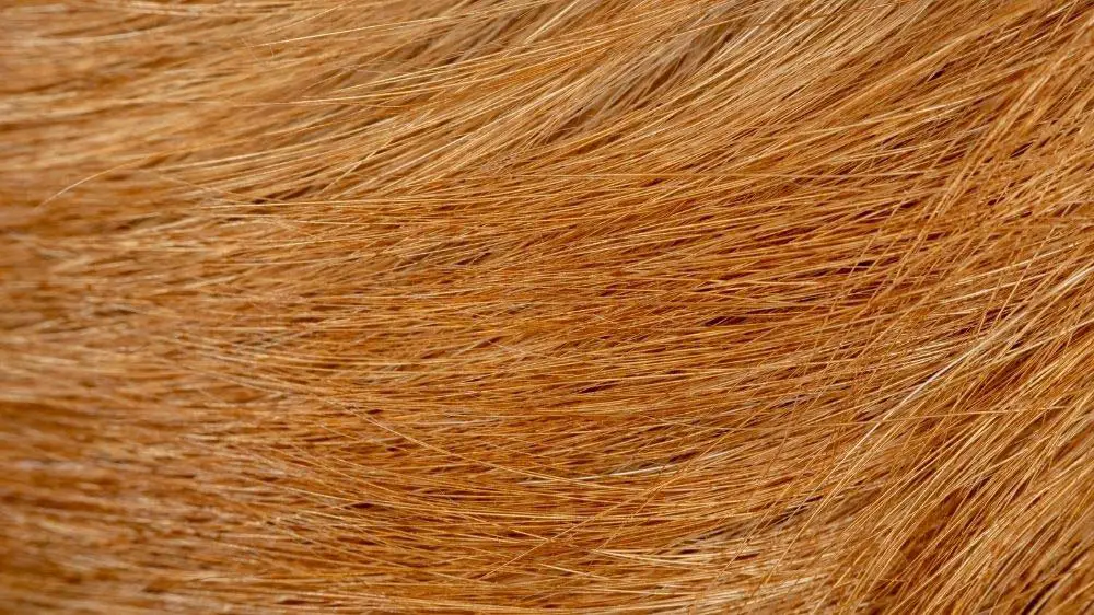 does a golden retriever have hair or fur?
