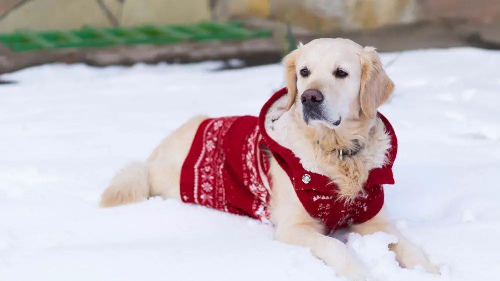 Does My Golden Retriever Need A Coat, Should My Puppy Wear A Coat In Winter