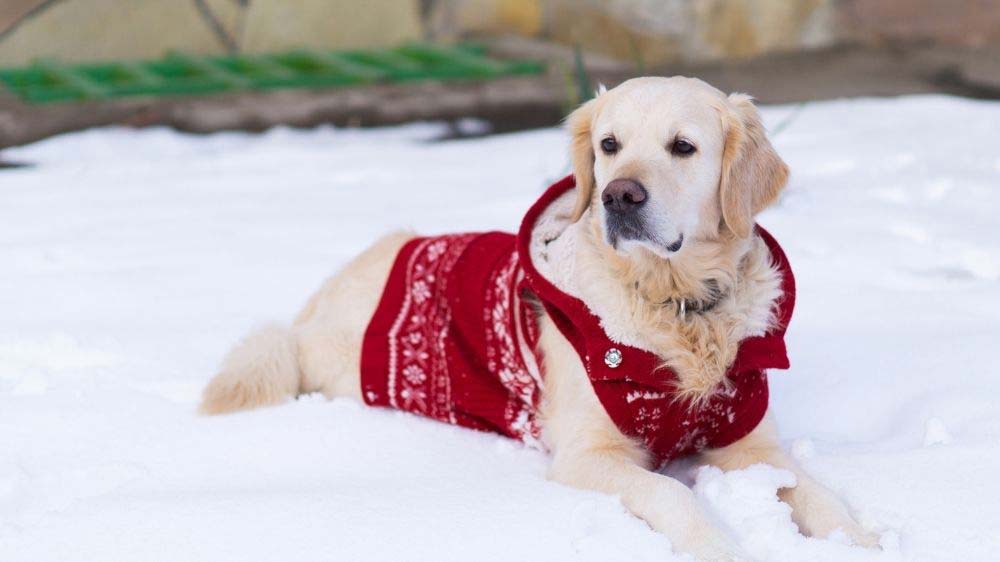 are golden retrievers good for cold weather