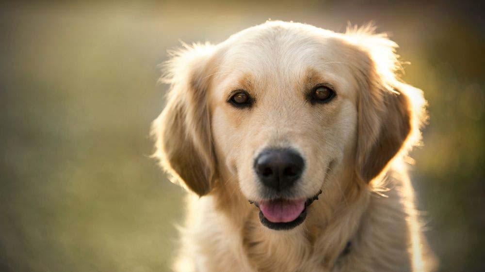 How to decide if a Golden Retriever is the right dog for you.