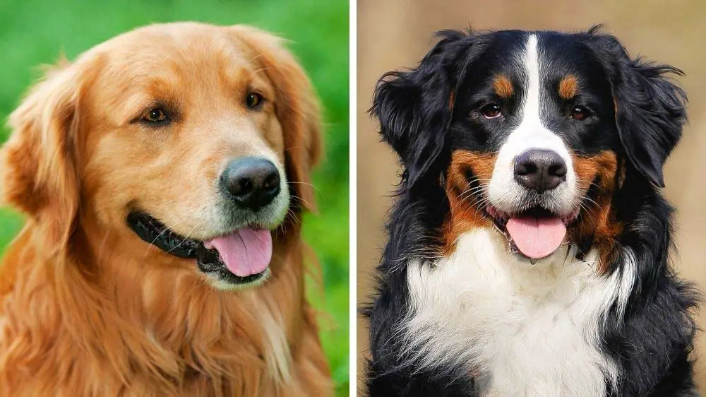 Golden Retriever vs Bernese Mountain Dog