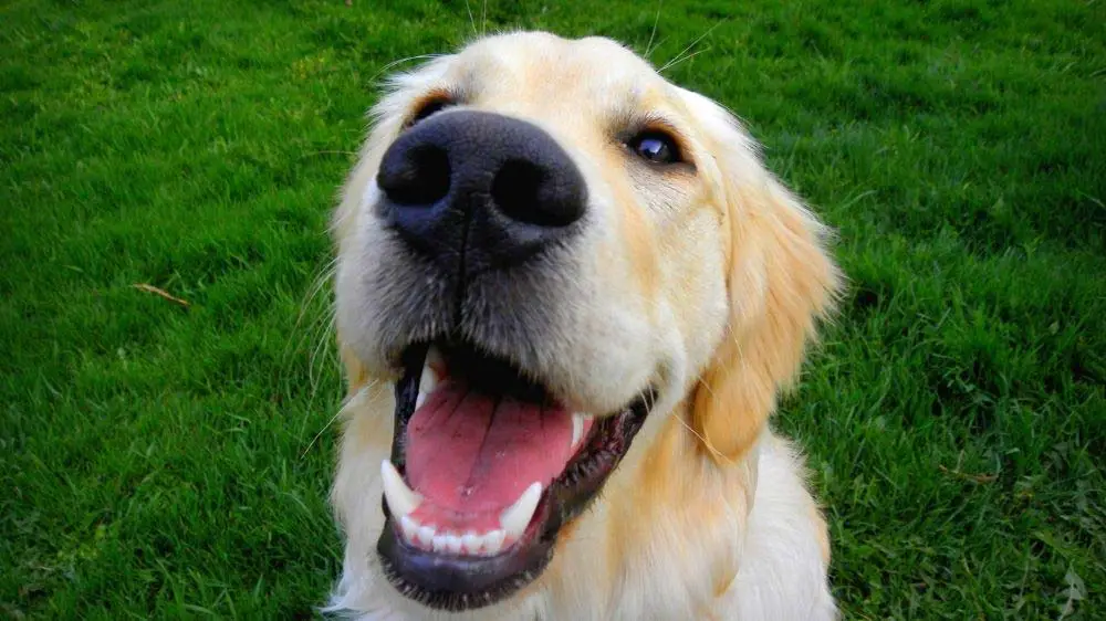 Why does my golden retriever grunt and groan?