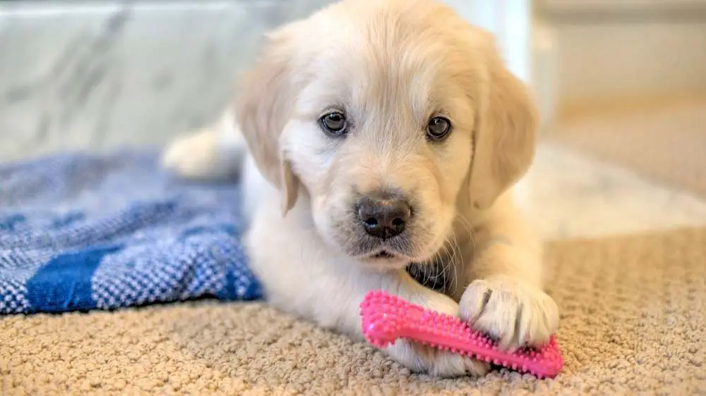 How long does it take to train a golden retriever puppy?