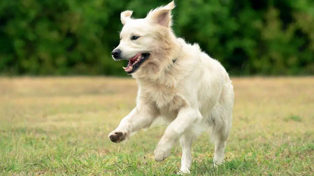 Are Golden Retrievers hyper dogs?