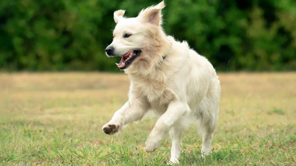 at what age do golden retrievers calm down