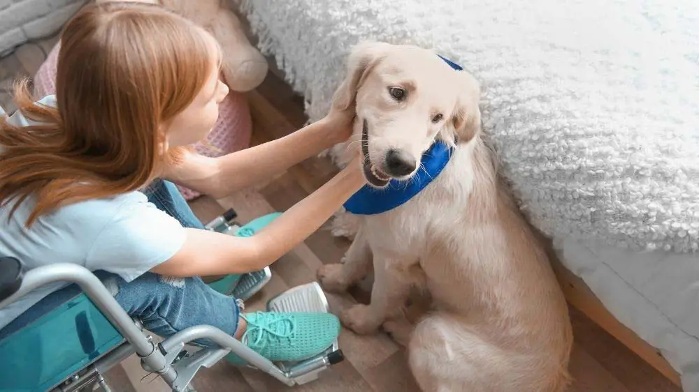 A girl in a wheelchair pets her Golden Retriever service dog.