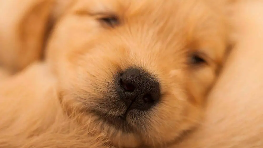 How much should a Golden Retriever puppy sleep?