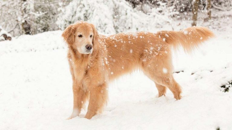 How Long Can a Golden Retriever Play in the Snow? (The Facts) – Loyal ...