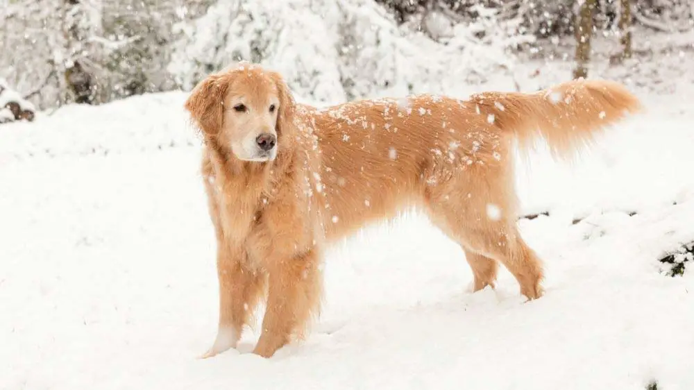 How long can a golden retriever safely play in the snow?