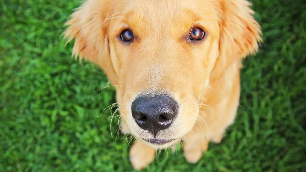 A golden retriever is always looking for their owners attention.