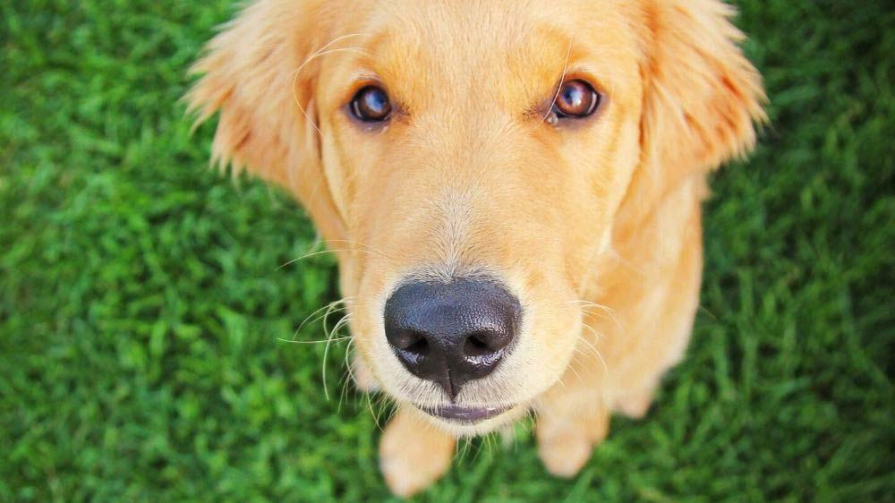 The best age to spay or neuter a golden retriever.