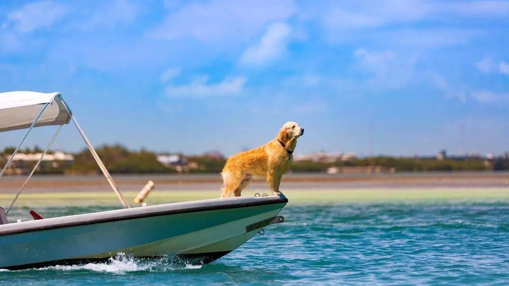 What do Golden Retrievers like to do?