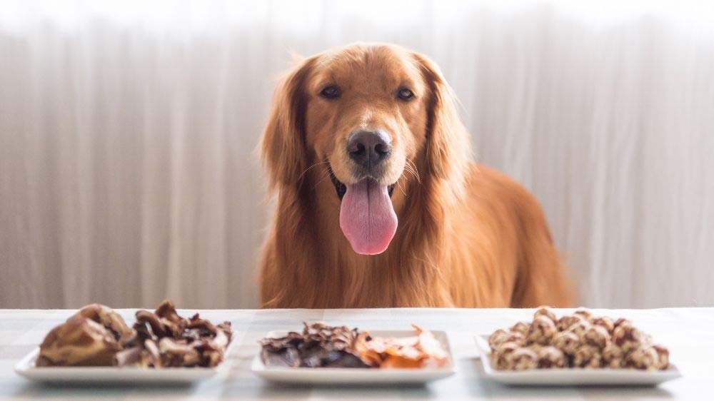 A Golden retriever with plates of food.