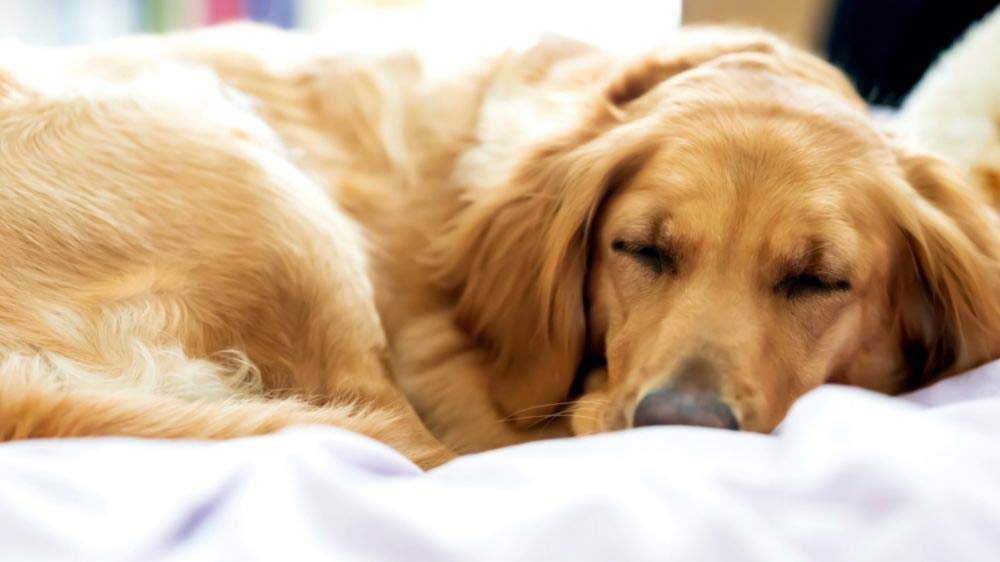 How much do golden retrievers sleep?