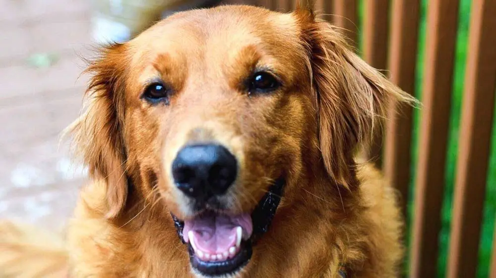 Why do Golden Retrievers have a bump on their head?