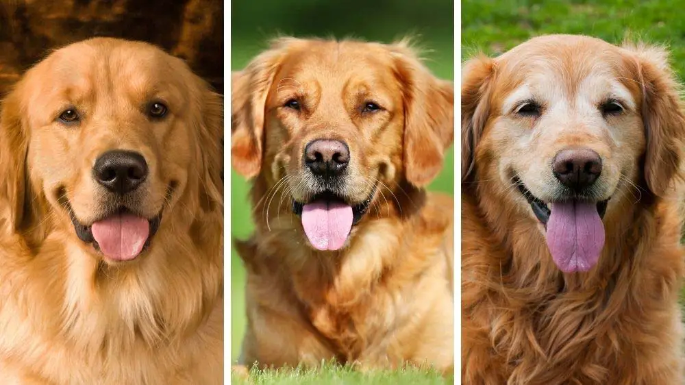 How to tell how old a golden retriever is.