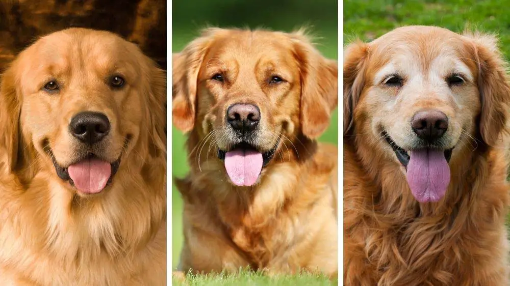 what age do golden retrievers die