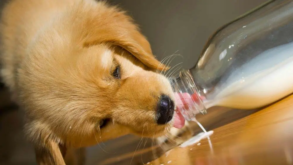 Can you give milk to a Golden Retriever?