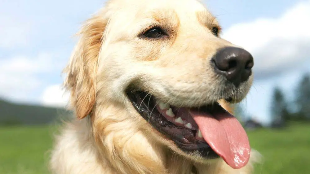 A panting golden retriever with his tongue hanging out.
