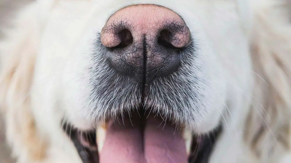 A Golden retriever with a pink nose.