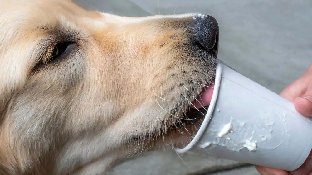 A Golden retriever enjoying a puppiccino!