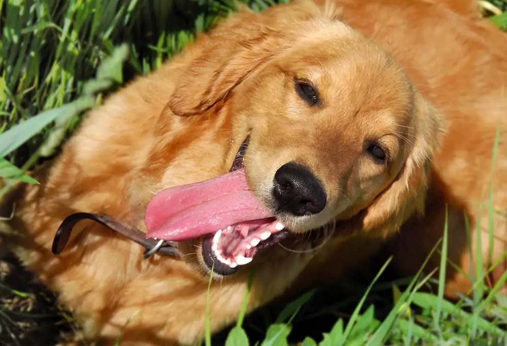 Is it okay to shave a golden retriever when it's hot?