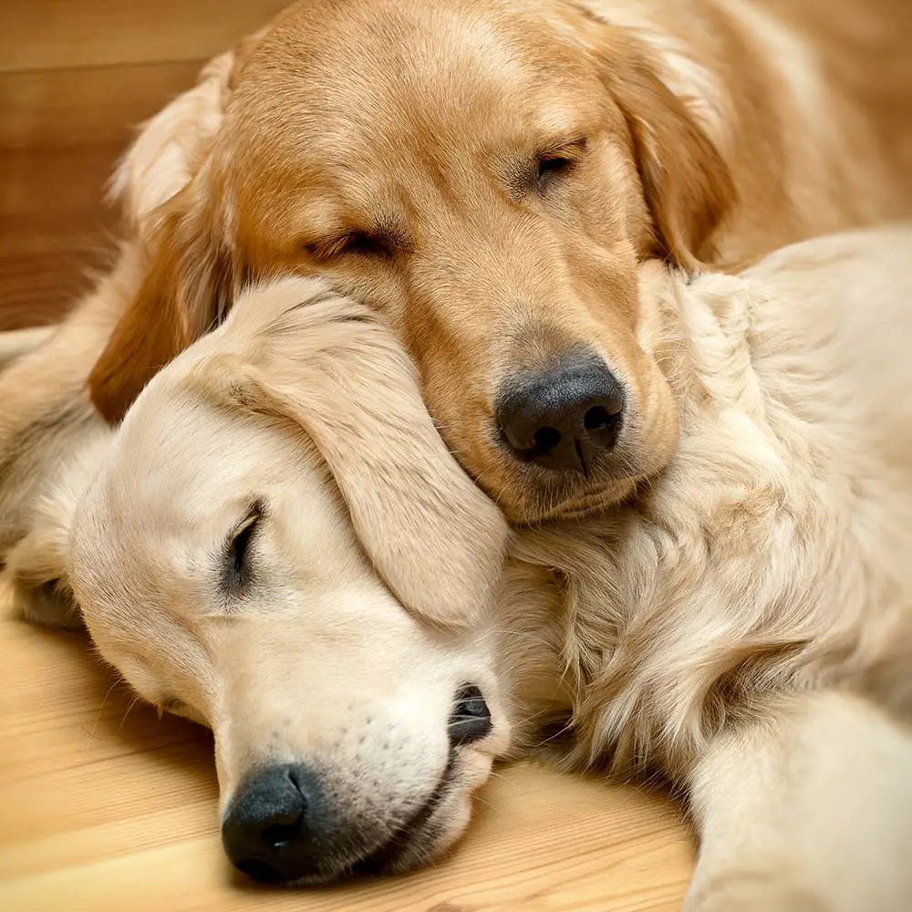 Two Golden Retrievers sleeping on each other.