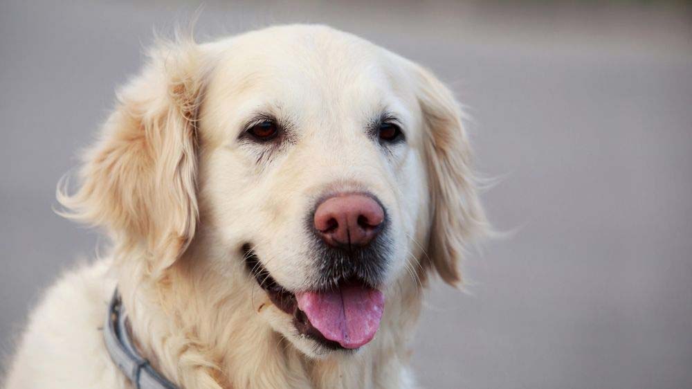 A Golden Retriever with snow nose, aka winter nose.