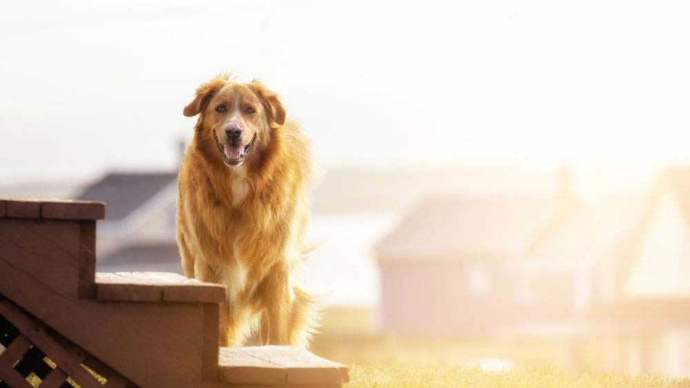 Are stairs bad for golden retrievers?