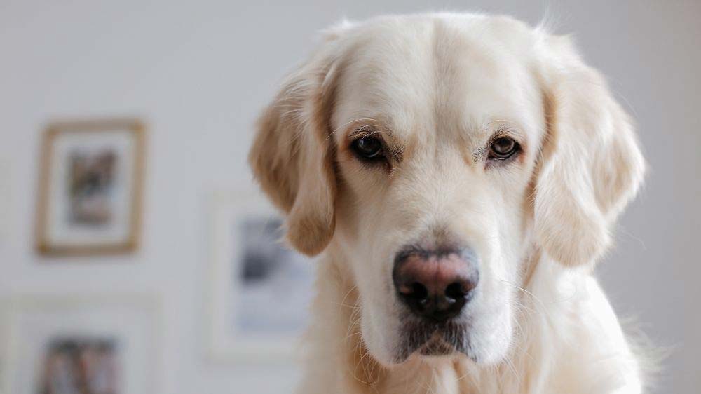 A golden retriever with a pink "winter nose."