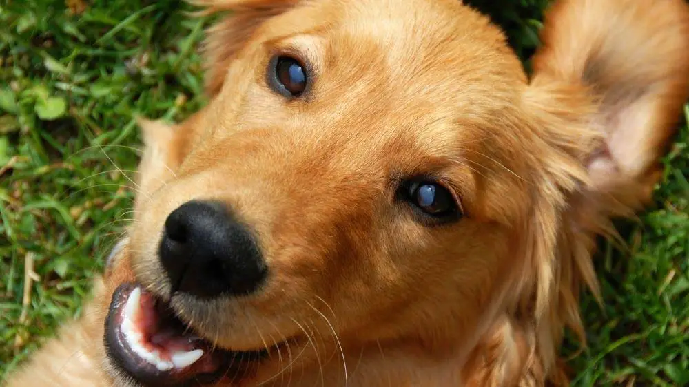 Why are golden retrievers so cute and lovable?