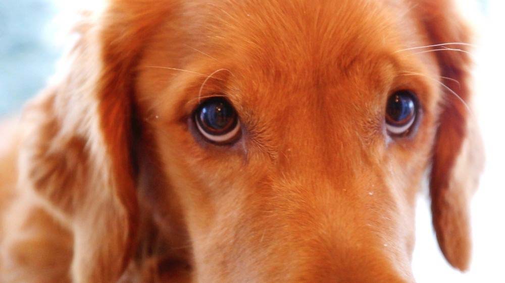 A golden retriever with cute, expressive eyes.