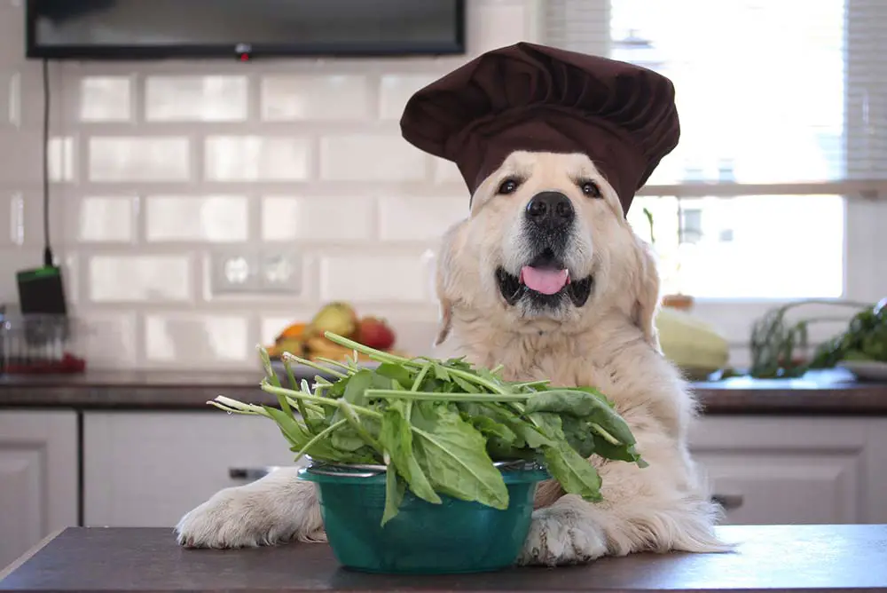 Fruits and vegetables for Golden Retrievers.