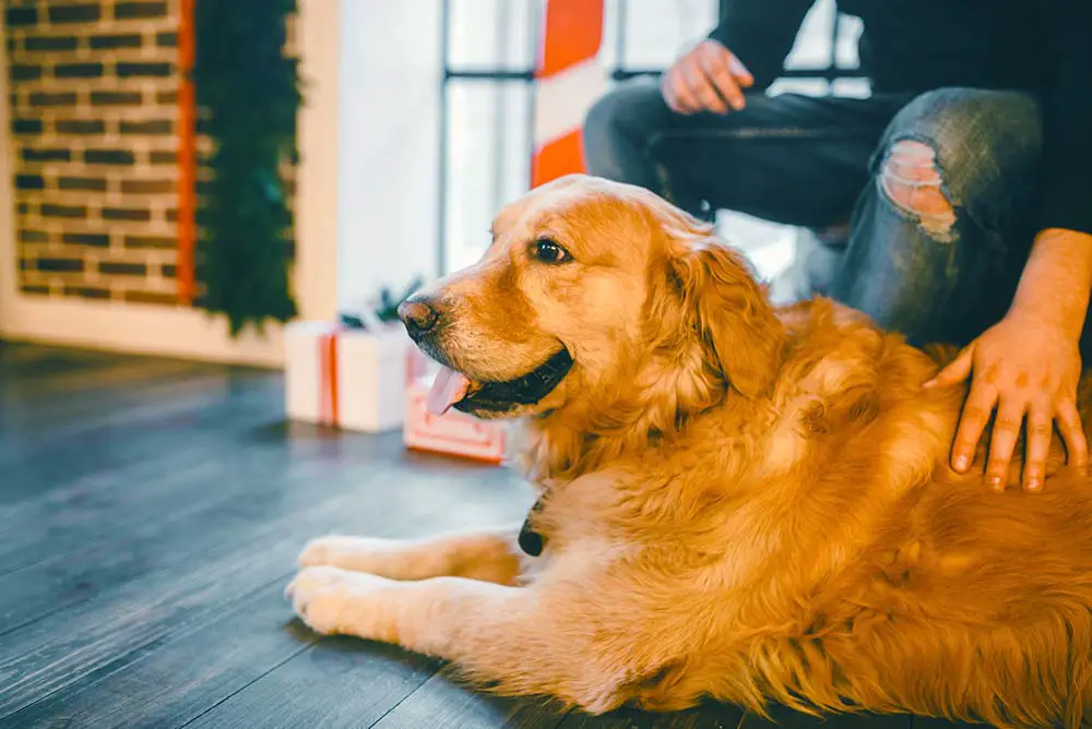 Golden retriever laying on a man's feet. 