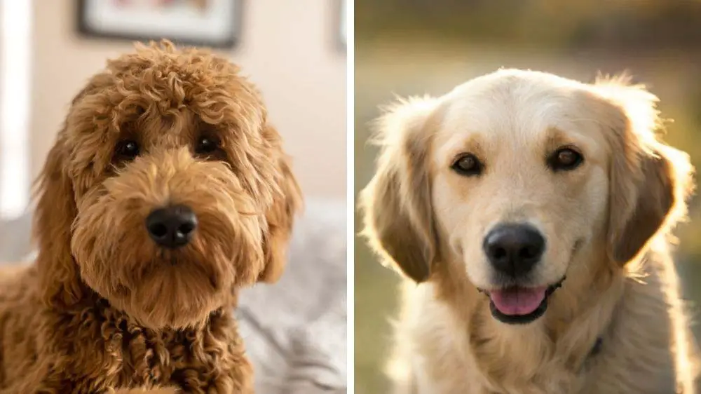 Goldendoodle vs Golden Retriever: Which is the best dog?