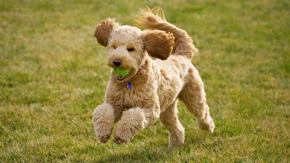 A Goldendoodle running with a tennis ball.