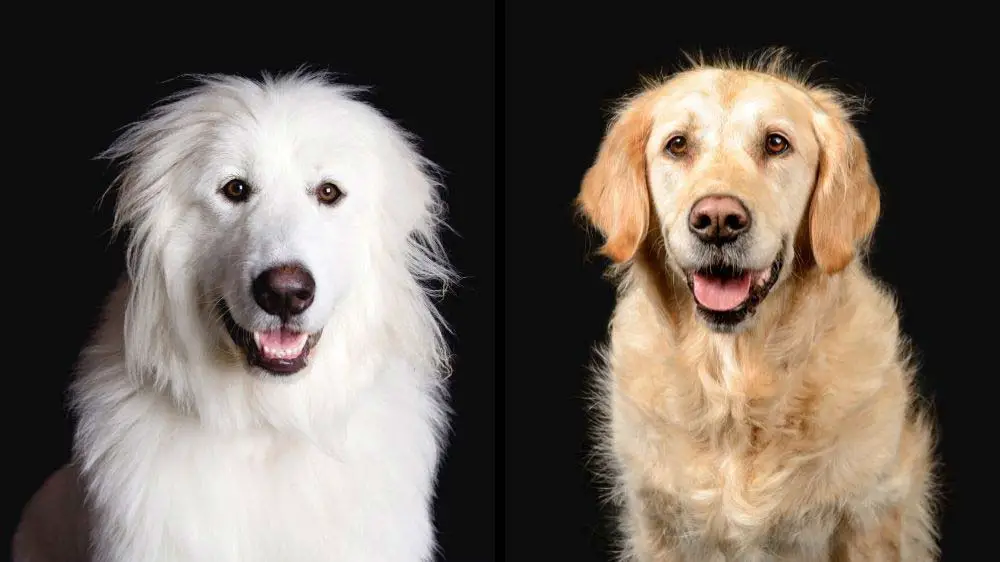 Great Pyrenees vs Golden Retriever: Which dog's better?