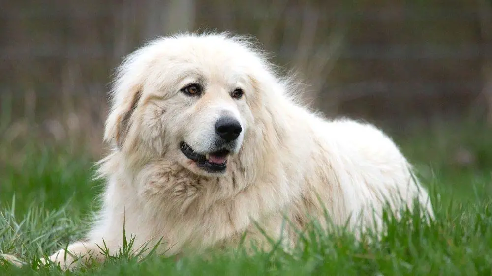 A Great Pyrenees is often mistaken for a Golden Retriever.