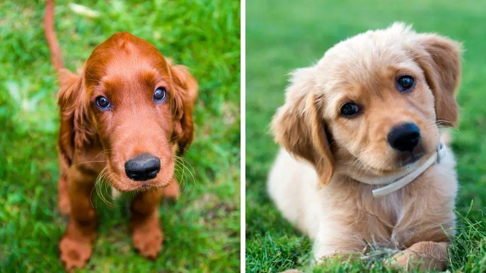 Irish Setter vs Golden Retriever