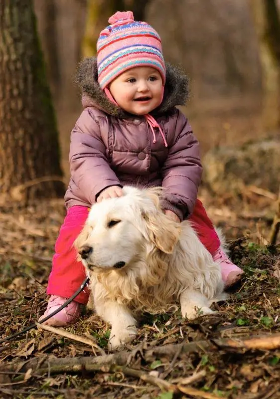 A toddler sitting on a golden retriever.