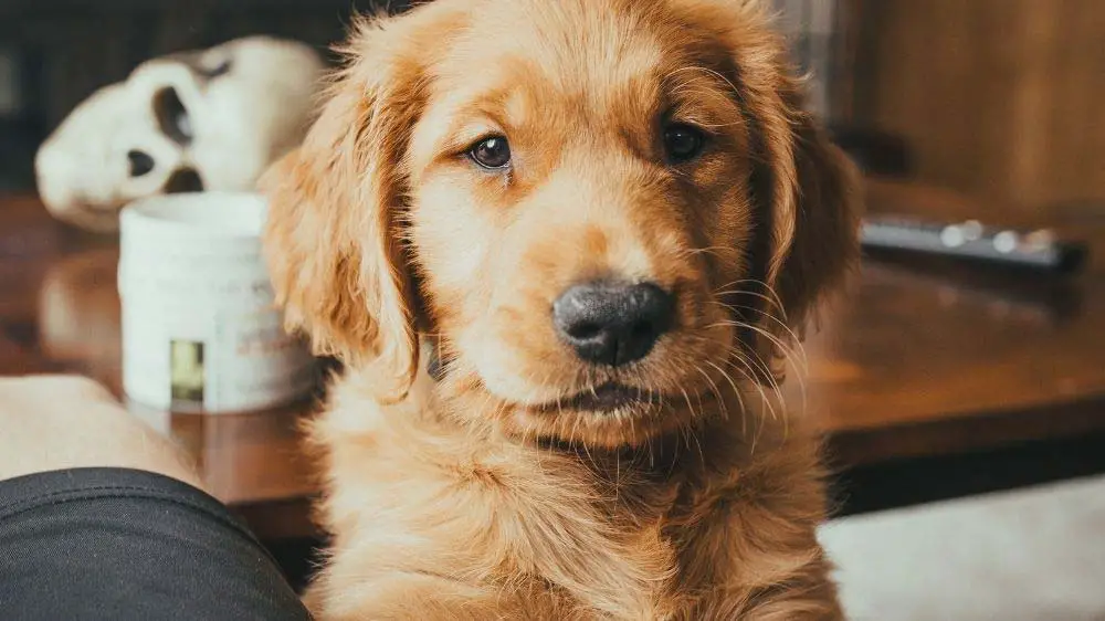 A needy golden retriever puppy.