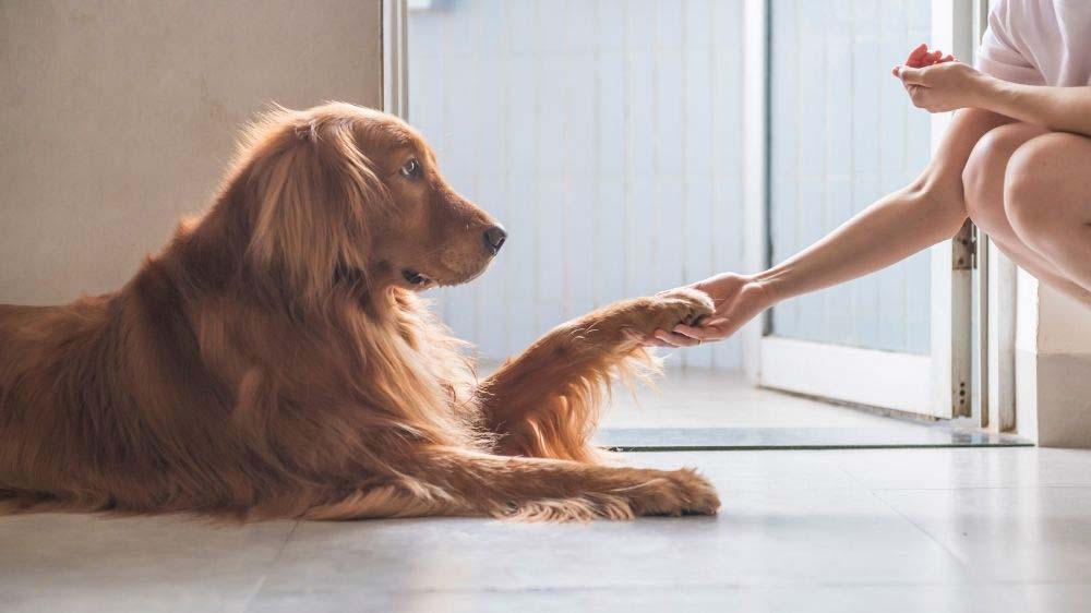 Goldens love to put their paw on their owners.