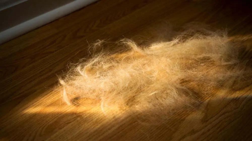 Best vacuums for picking up Golden Retriever hair.