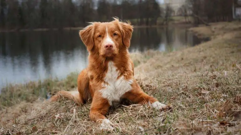 Nova Scotia Duck Tolling Retriever Vs. Golden Retriever (Best?) – Loyal ...