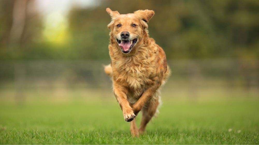 Running Golden Retriever